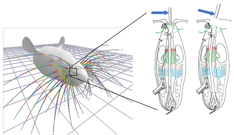 Whisker simulation gives insight into mammals’ sense of touch